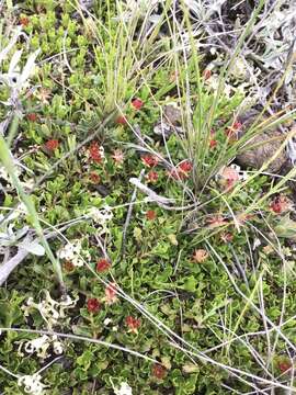 Image of Dodonaea procumbens F. Müll.