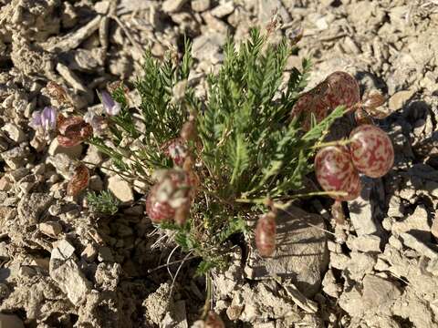 Sivun Astragalus jejunus var. jejunus kuva