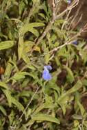 Image of Salvia sucrensis J. R. I. Wood