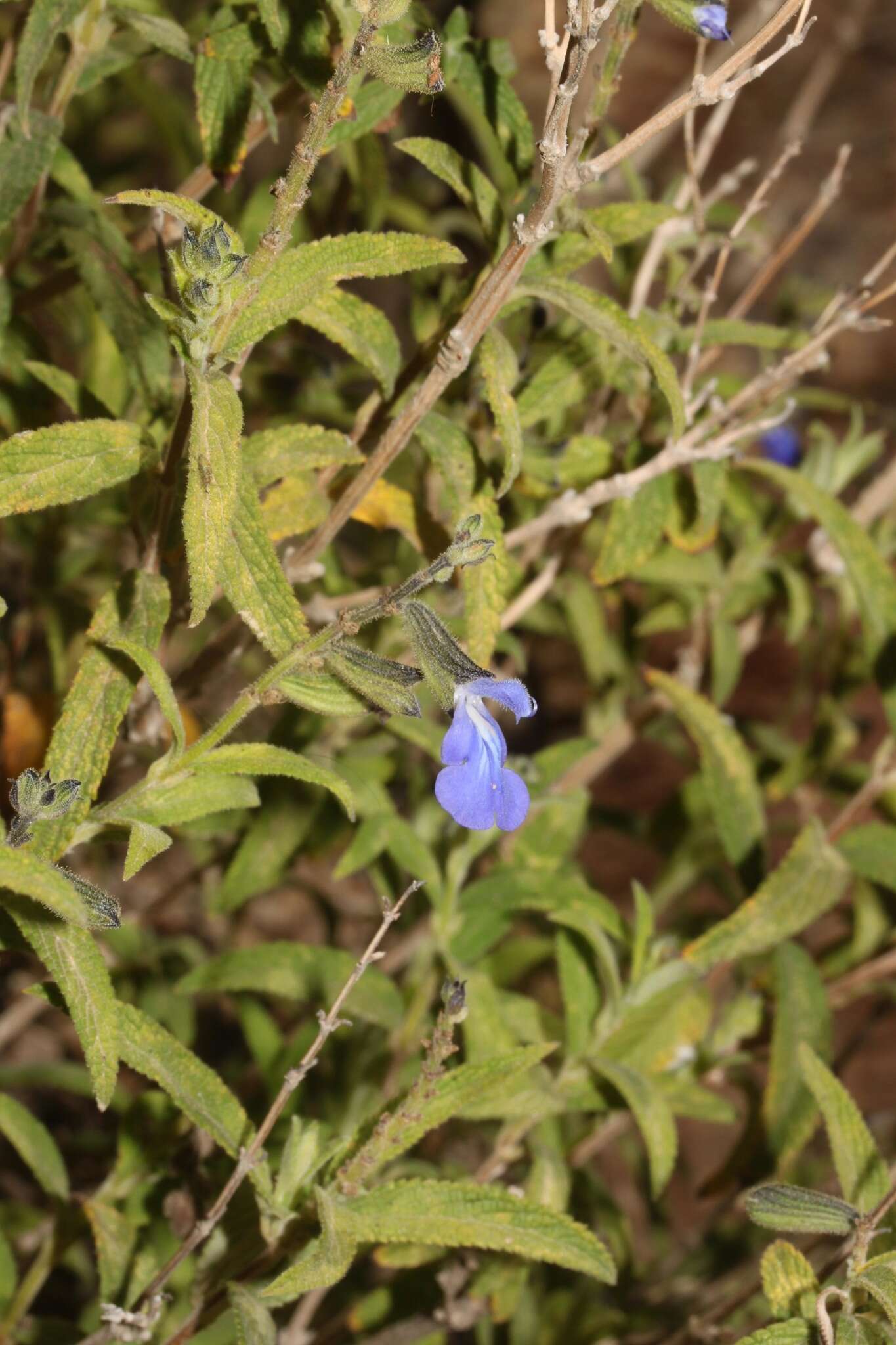 Image of Salvia sucrensis J. R. I. Wood