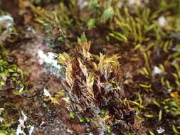 Image of orthotrichum moss