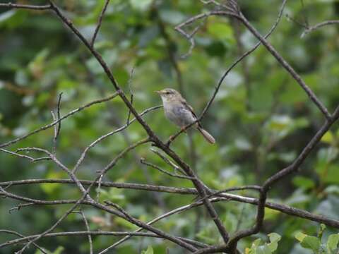 Image of Willow Warbler