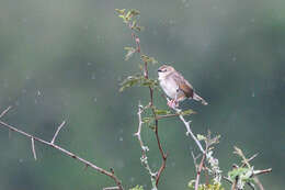 Image of Short-winged Cisticola