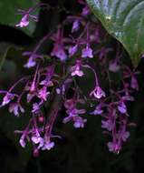 Image de Epidendrum laeve Lindl.