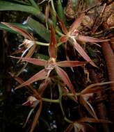 Image of Macradenia brassavolae Rchb. fil.