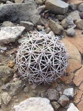 Image of Coryphantha salinensis (Poselg.) Dicht & A. Lüthy