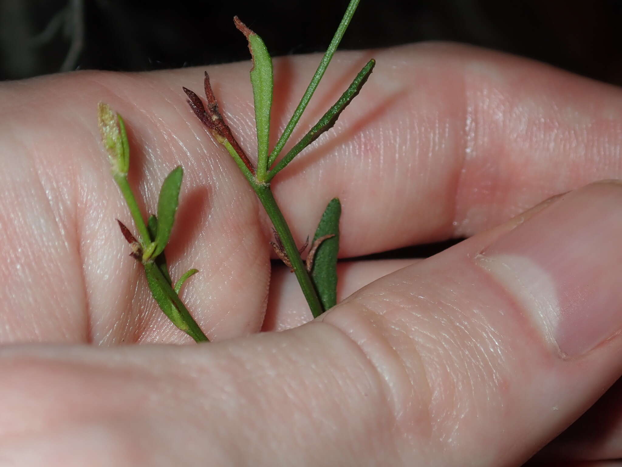 Image of Dampiera stricta (Smith) R. Br.