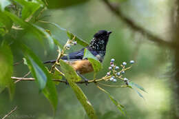 Image of Spangle-cheeked Tanager