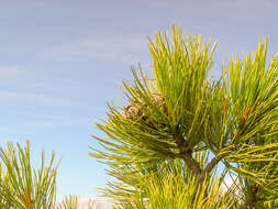 Image of Siberian pine