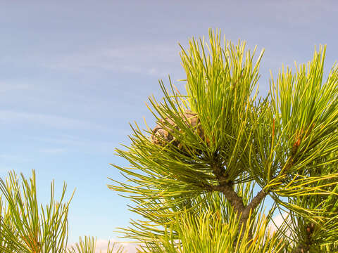 Imagem de Pinus sibirica Du Tour