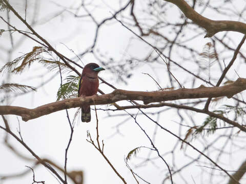 Image of Banded Broadbill