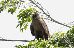 Image of Rufous Crab Hawk