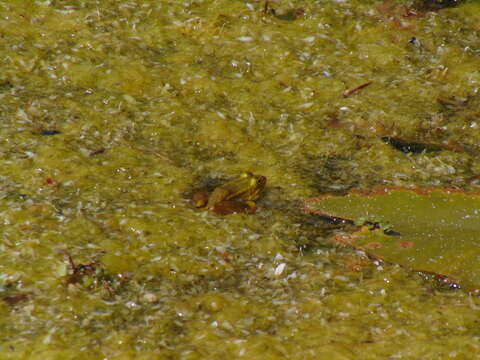 Image of Pool Frog