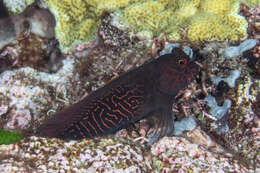 Image of Red-streaked Blenny