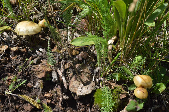 Image of Psilocybe mescaleroensis Guzmán, Walstad, E. Gándara & Ram.-Guill. 2007