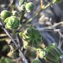Image of Sonoran Indian mallow