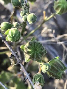 Image of Sonoran Indian mallow