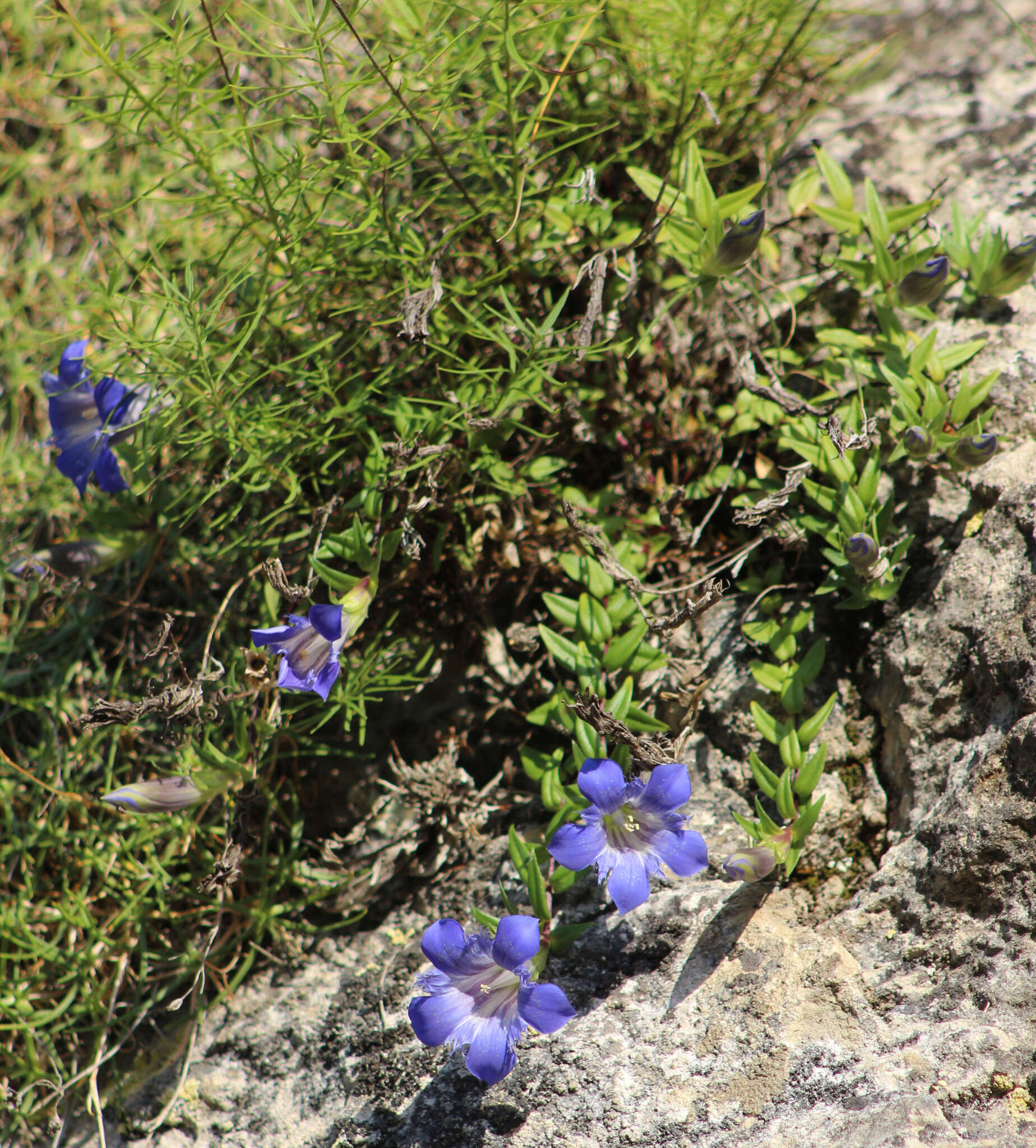 Image of Gentiana septemfida subsp. grossheimii (Doluch.) J. J. Halda