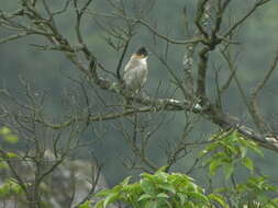 Image of Brown-breasted Bulbul