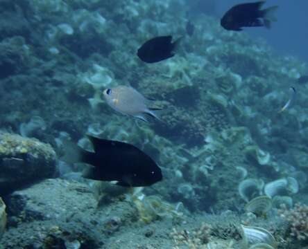 Image de Pycnochromis amboinensis (Bleeker 1871)