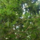 Image of Meliosma callicarpifolia Hayata