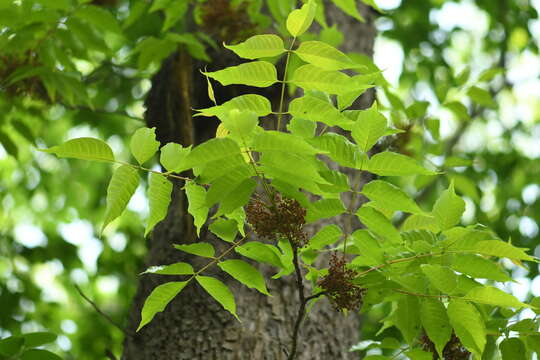 Choerospondias axillaris (Roxb.) B. L. Burtt & A. W. Hill resmi