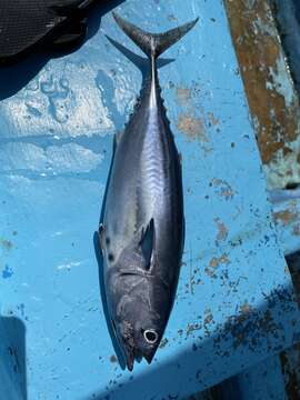 Imagem de Euthynnus lineatus Kishinouye 1920