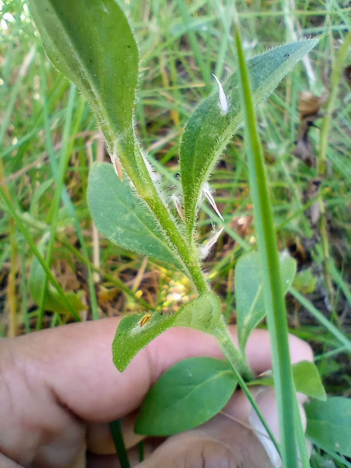 Image de Petunia integrifolia (Hook.) Schinz & Thellung