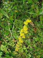 Image of downy goldenrod