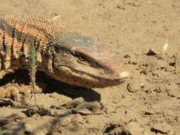 Image of Varanus griseus caspius (Eichwald 1831)