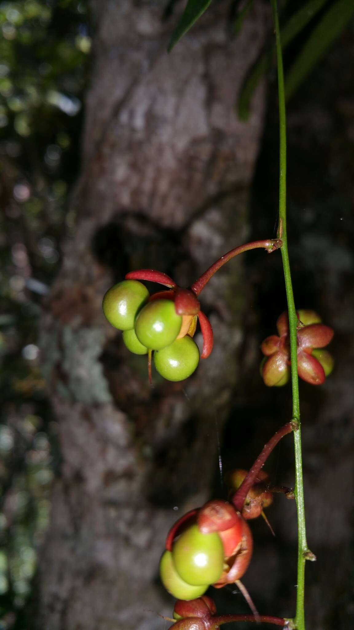 Ouratea lanceolata (Pohl) Engl. resmi