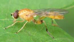 Image of Sphegina sibirica Stackelberg 1953