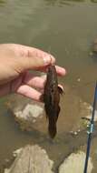 Image of Olive flathead-gudgeon