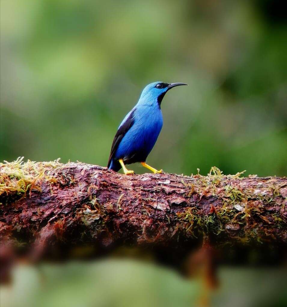 Image of Shining Honeycreeper