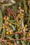 Image de Eucalyptus gracilis F. Müll.