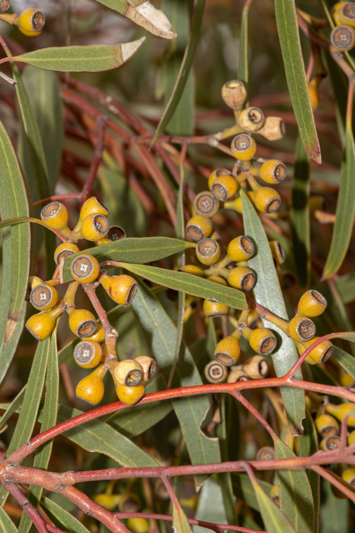 Sivun Eucalyptus gracilis F. Müll. kuva