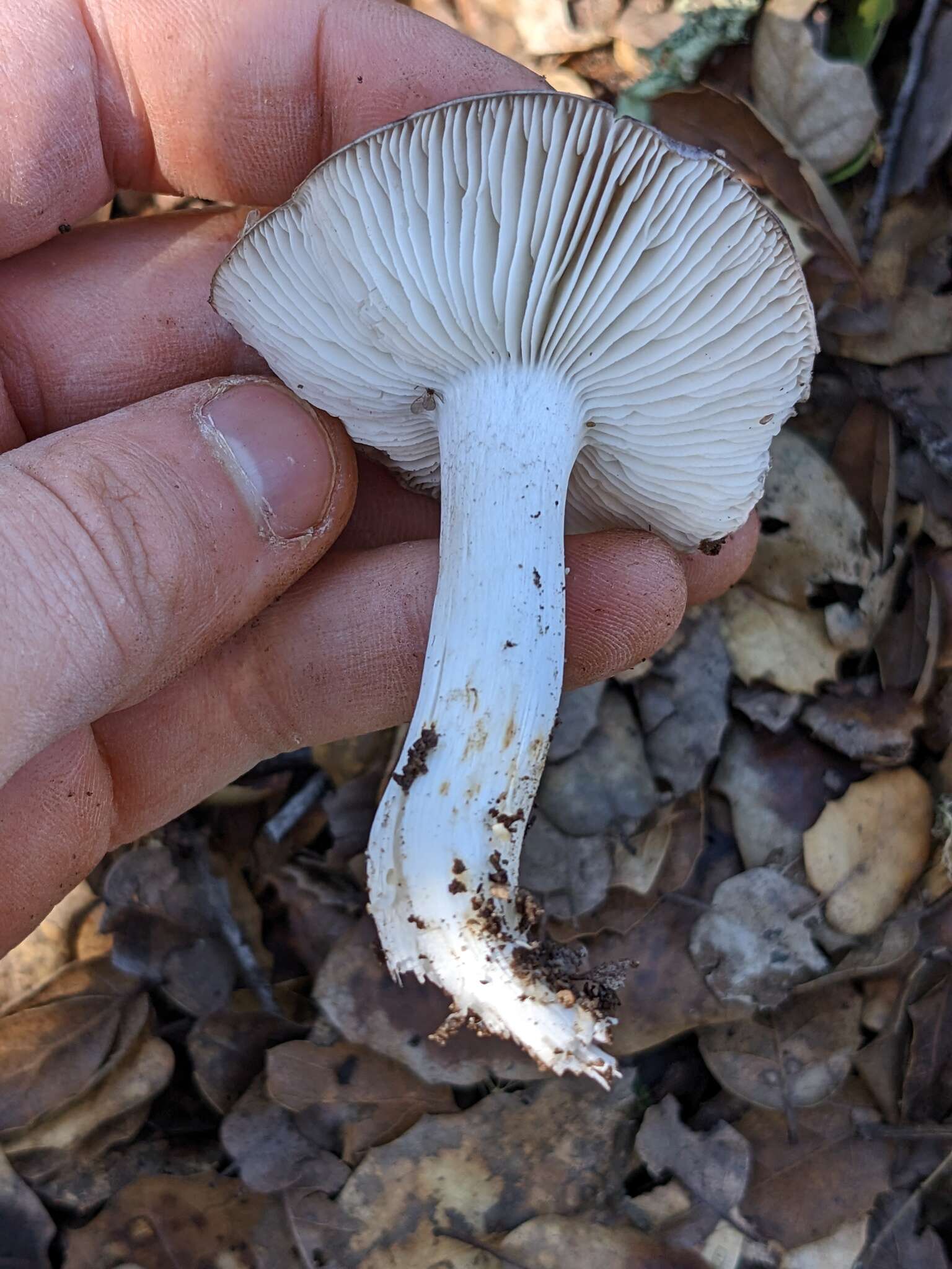 Image of Tricholoma griseoviolaceum Shanks 1996