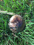 Image of Amanita nothofagi G. Stev. 1962