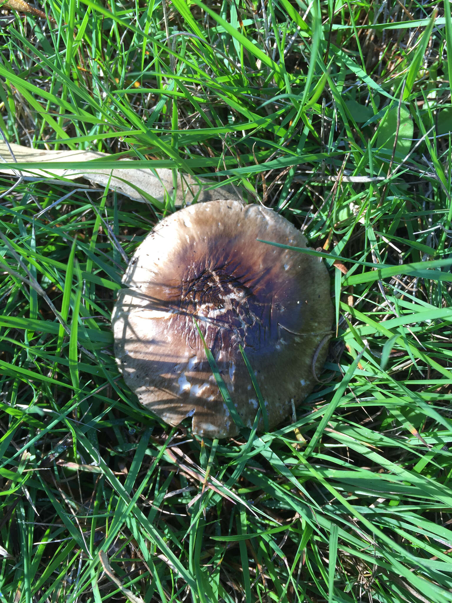 Image of Amanita nothofagi G. Stev. 1962