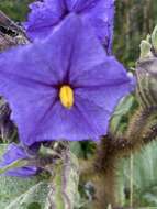 Image of Solanum crinitipes Dun.