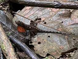 Anolis marsupialis Taylor 1956 resmi