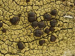 Image of pyrrhospora lichen