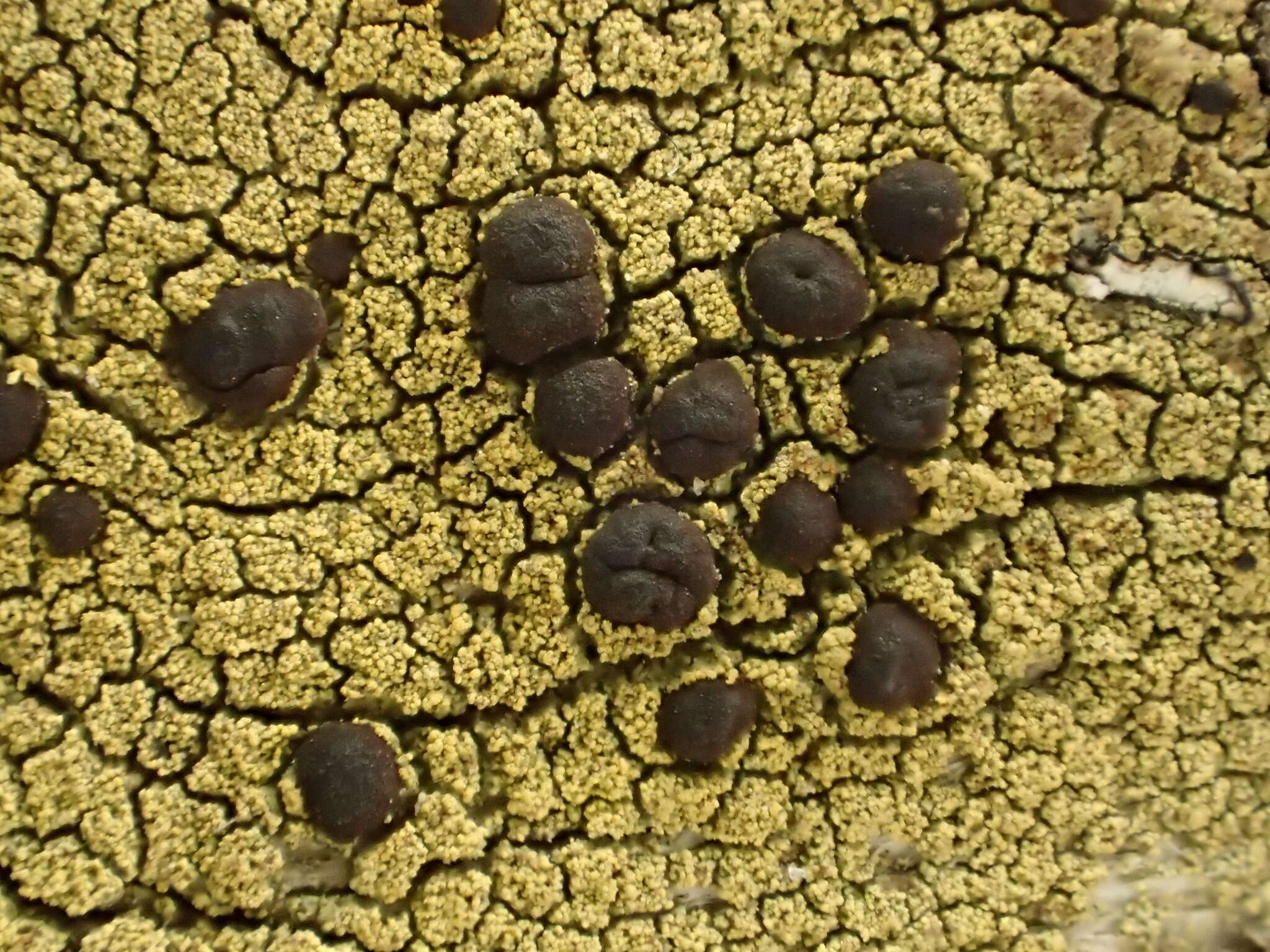 Image of pyrrhospora lichen