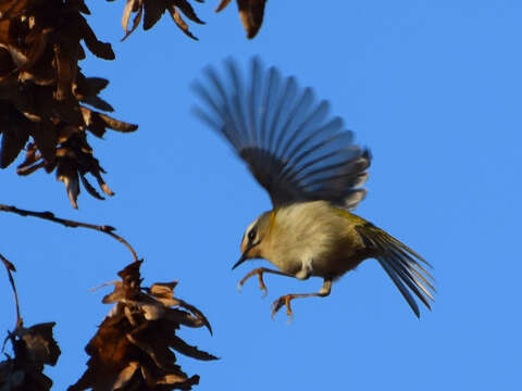 Image of Common Firecrest