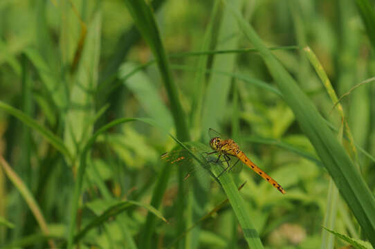 Image of spotted darter