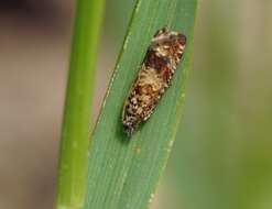 Image of Epinotia kochiana Herrich-Schäffer