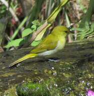 Image of Rufous-headed Tanager