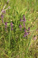 Image of tufted milkwort