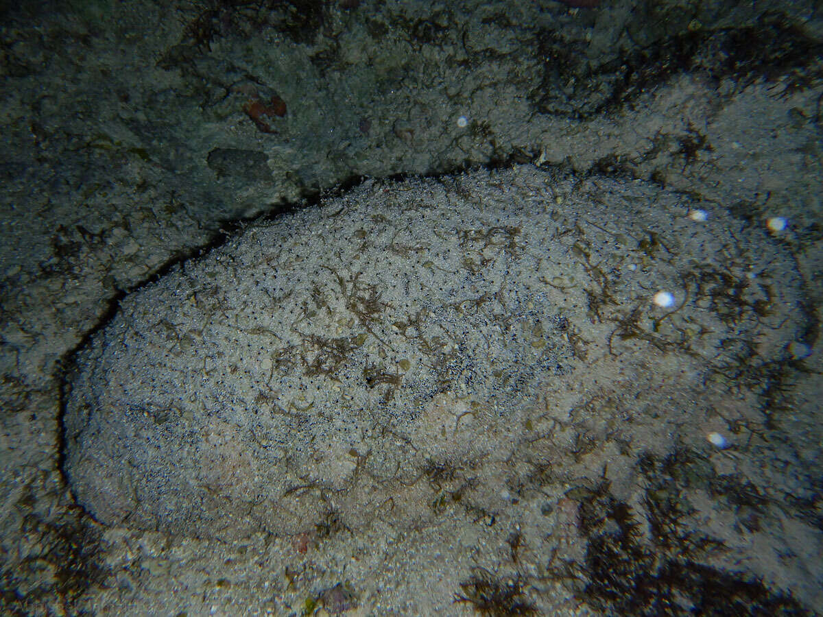 Image of Black Teatfish