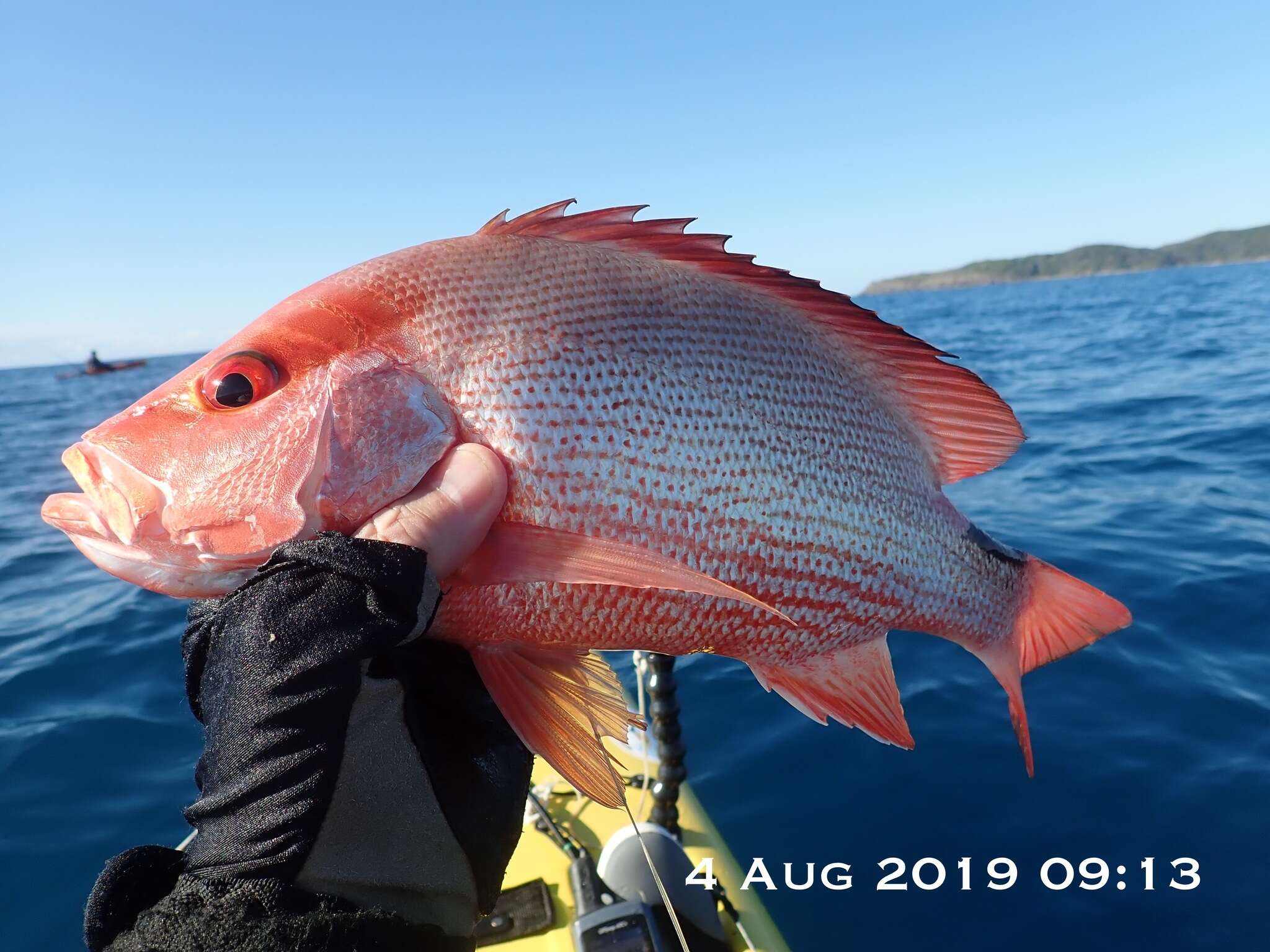 Image of Large-mouthed Nannygai